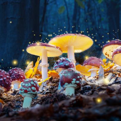Curiosity Daily Podcast: Mushrooming Minds, Super Plants, Plz Call Your Friends
